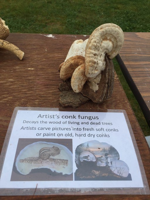Artist's conk fungus | Image: Safari, Safni, Sinn