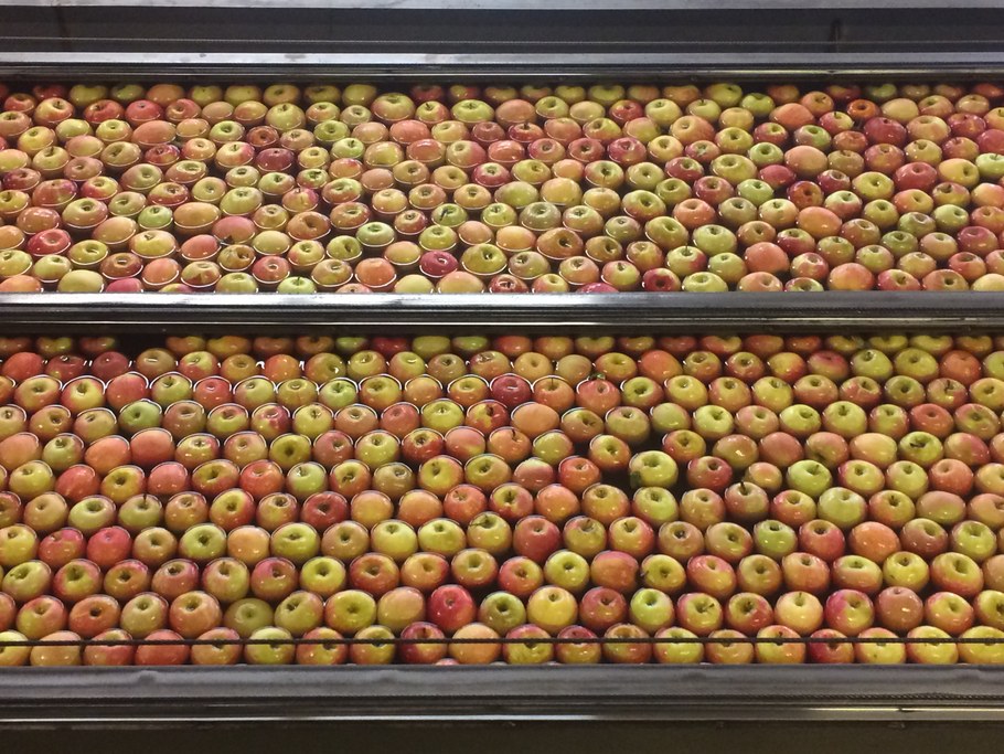 Apples floating in water as part of automated sorting at Rice Fruit | Image: Laura del Sol Bautista Jalón, Penn State University