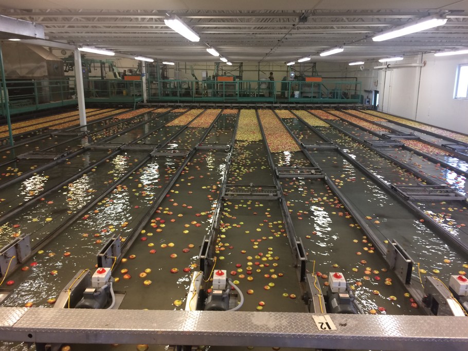 Post sorting lines for one type of apple at a time at Rice Fruit, representing different color, size, and quality (e.g., red for eating, green for cider or other processing) | Image: Laura del Sol Bautista Jalón, Penn State University