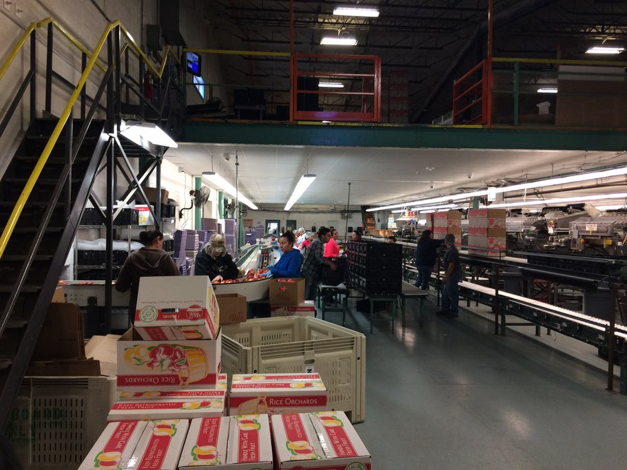 Post sorted packing lines at Rice Fruit | Image: Laura del Sol Bautista Jalón, Penn State University