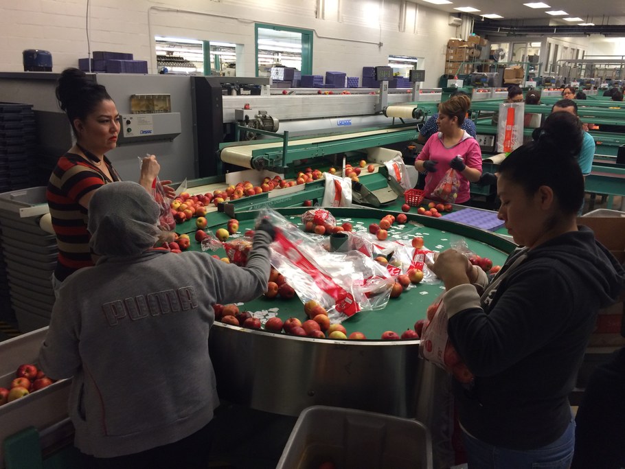 Post sorted packing lines for Gala apples at Rice Fruit | Image: Laura del Sol Bautista Jalón, Penn State University