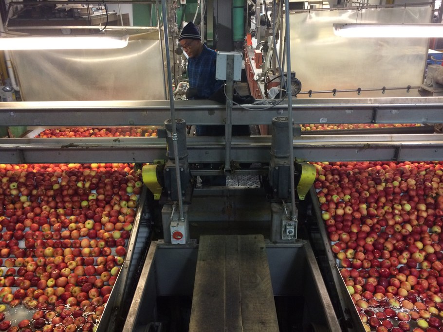 Fruit shown coming out of the washer at Rice Fruit | Image: Laura del Sol Bautista Jalón, Penn State University