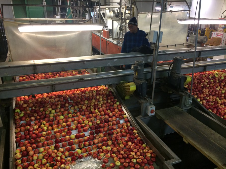 Fruit shown coming out of the washer at Rice Fruit | Image: Laura del Sol Bautista Jalón, Penn State University
