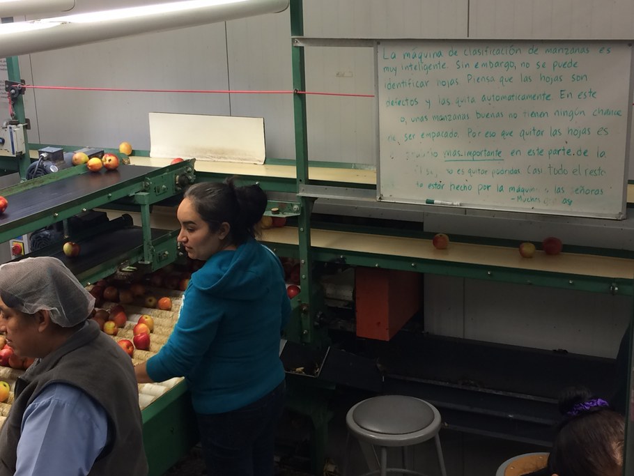 Hand sorting apples at Rice Fruit to remove those with most obvious blemishes | Image: Laura del Sol Bautista Jalón, Penn State University