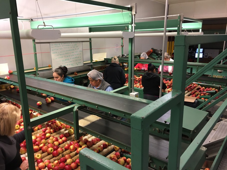 Hand sorting at Rice Fruit to remove apples with most obvious blemishes | Image: Kari Peter, Penn State University