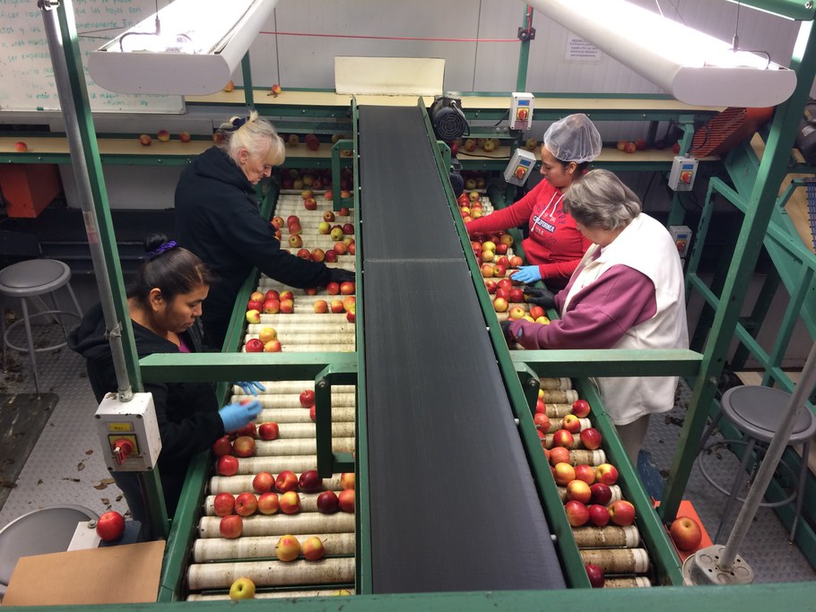 Hand sorting at Rice Fruit to remove apples with most obvious blemishes | Image: Laura del Sol Bautista Jalón, Penn State University
