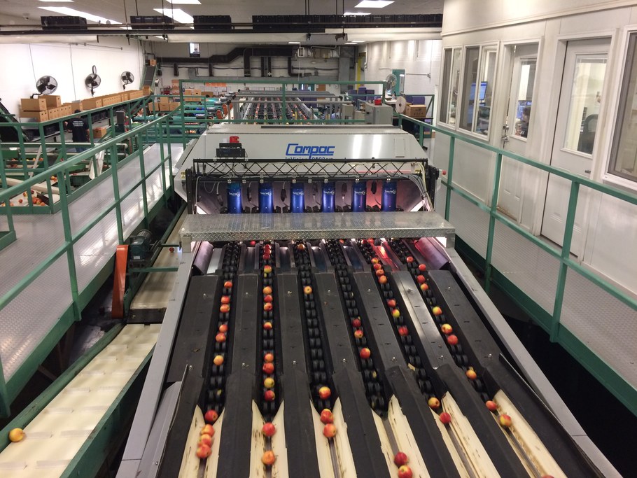 Automated sorting lines at Rice Fruit | Image: Laura del Sol Bautista Jalón, Penn State University