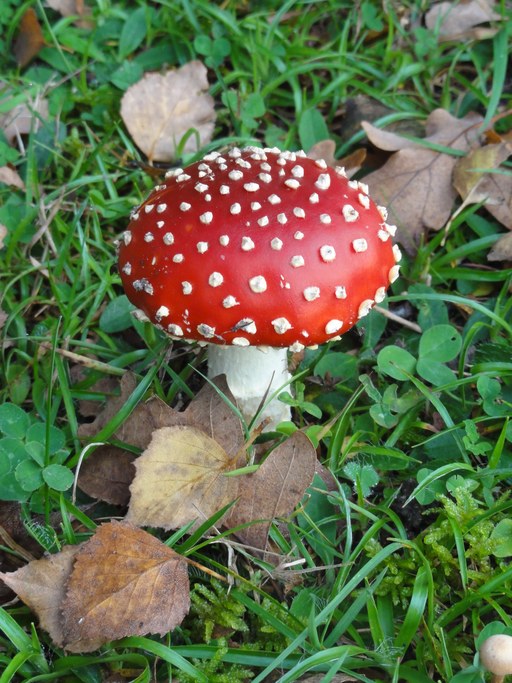 Amanita muscaria (fly agaric)