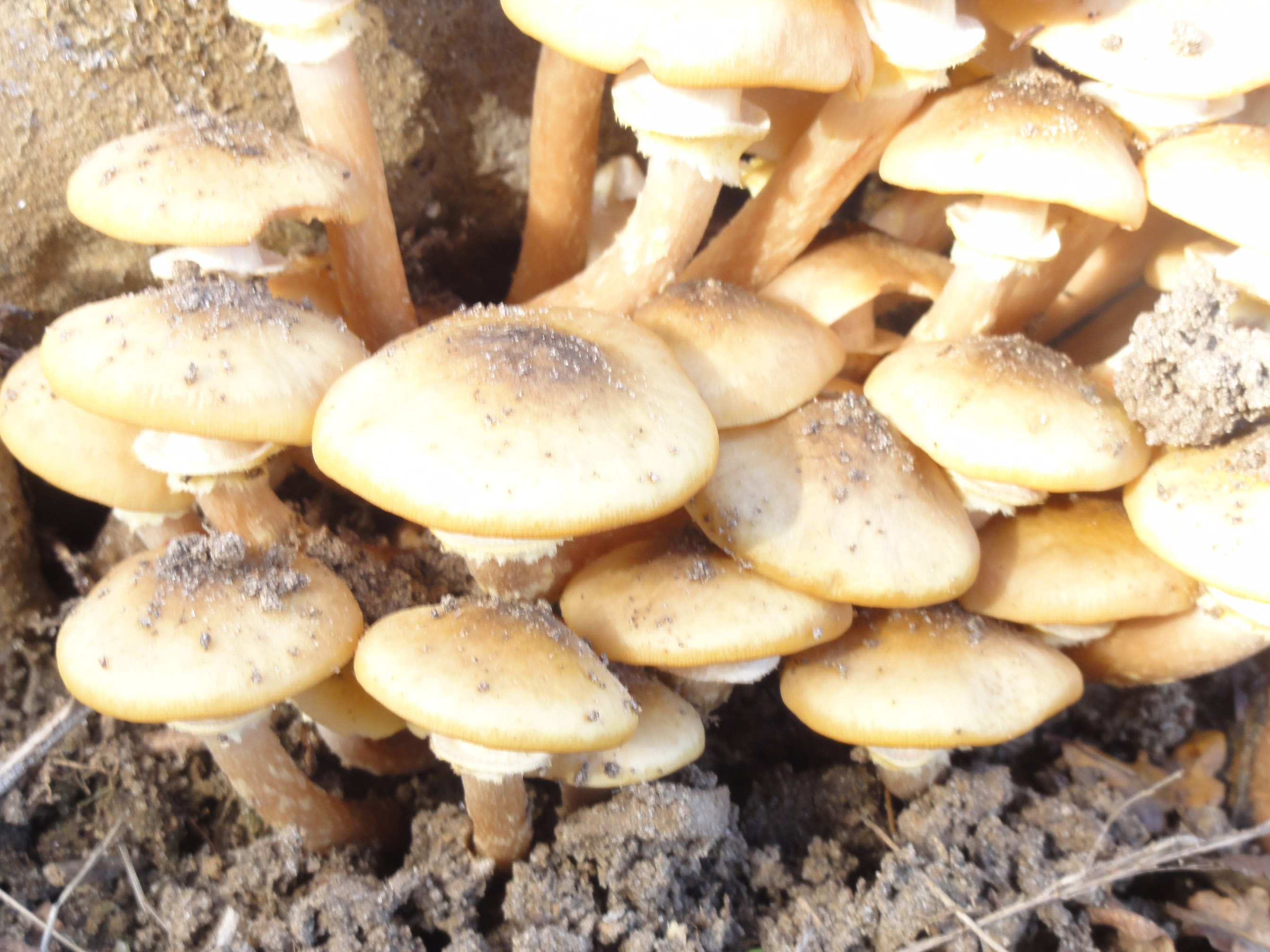 Armillaria mellea (the honey mushroom)