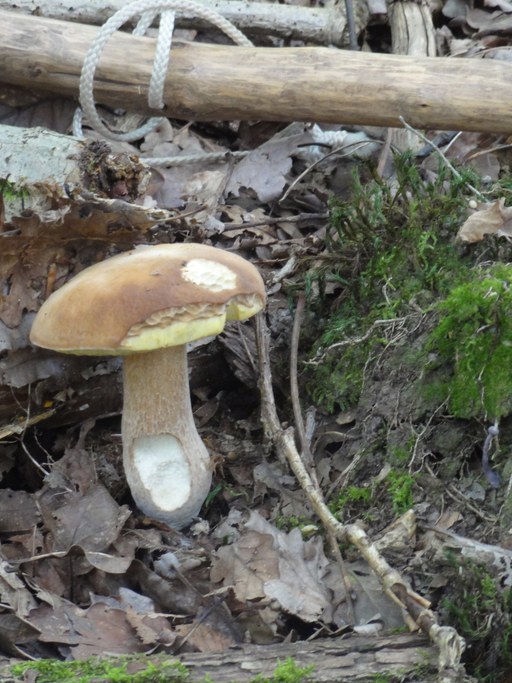 Boletus edulis (the king bolete)_1