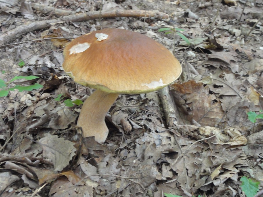 Boletus edulis (the king bolete)_2