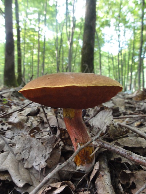 Boletus satanas