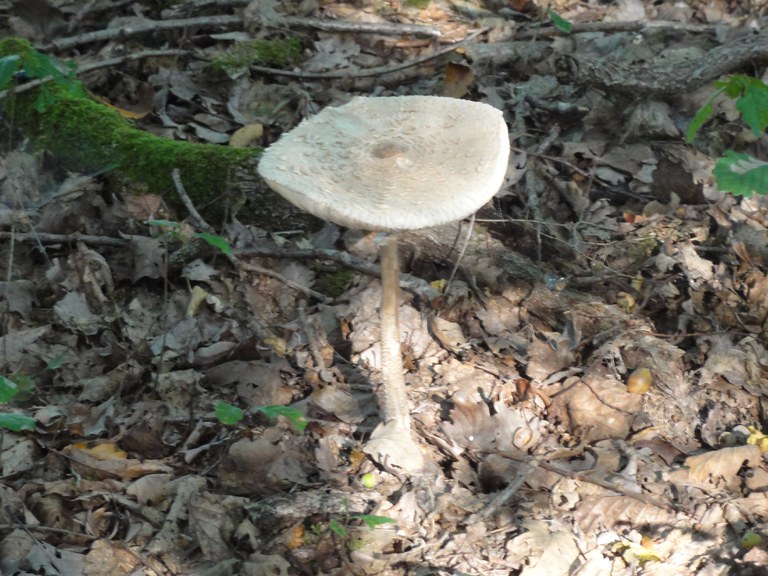 Macrolepiota procera (parasol mushroom)