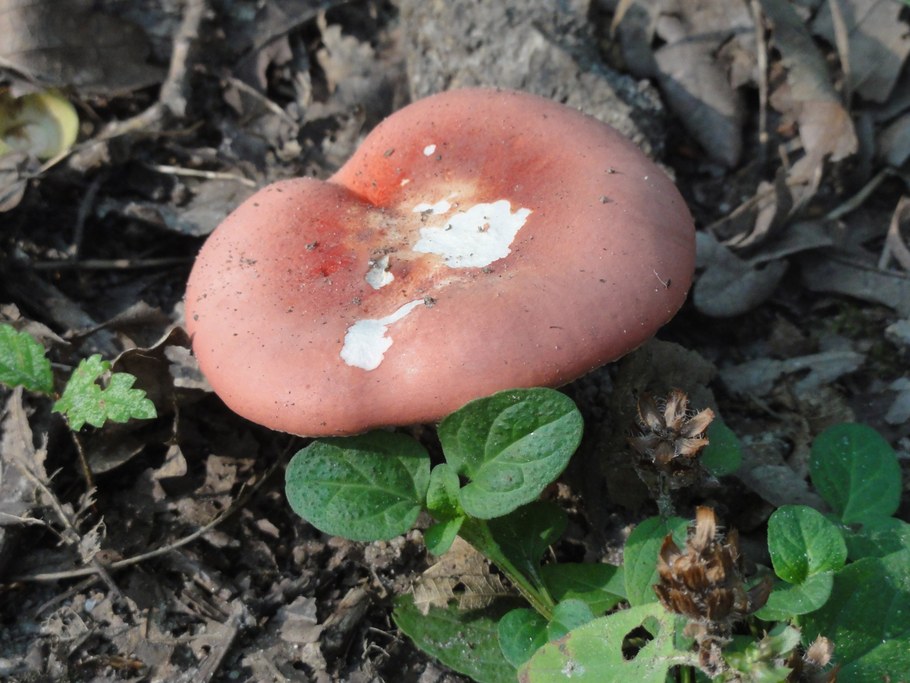 Unidentified Russula