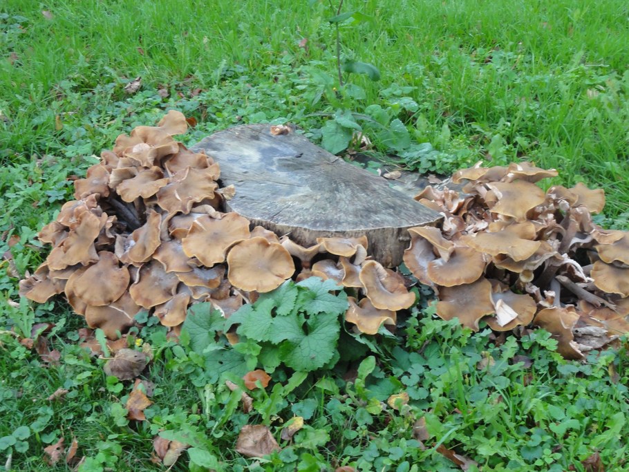 Not yet identified mushroom