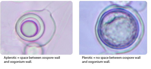 Aplerotic and Plerotic