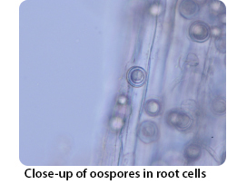 Close-up of oospores in root cells