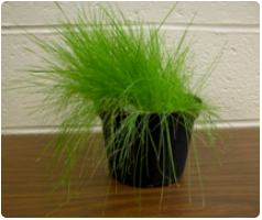Cut creeping bent grass blades.. Cut creeping bent grass blades..