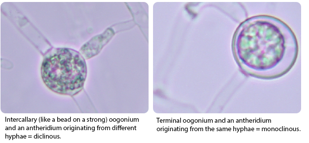 Oospore with intercallary antheridium