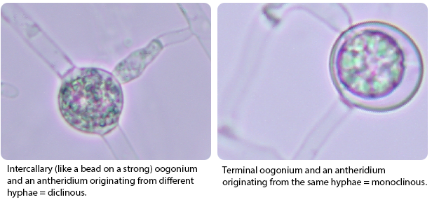 Intercallary and Terminal oogonium