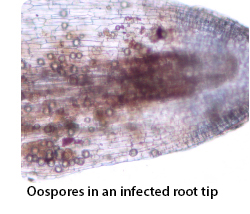 Disease Caused by Pythium — Pythium — Department of Plant Pathology and ...