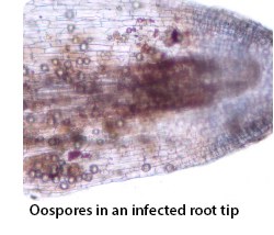 Oospores in an infected root tip