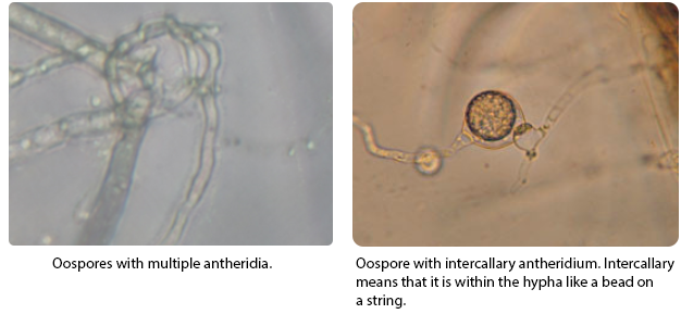 Oospores with multiple antheridia