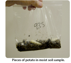 Pieces of potato in moist soil sample