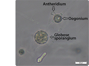 pythium 3