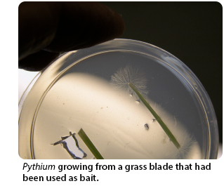 Pythium growing from a grass blade that had been used as bait.
