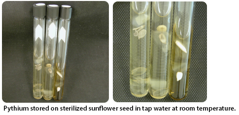 pythium stored on sterilized sunflower seed in tap water at room temperature.