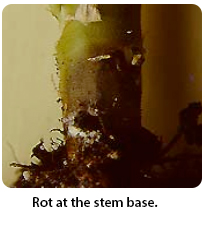 rot at the stem base