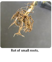 Rot of small roots