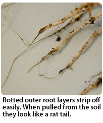 Rotted outer root layers