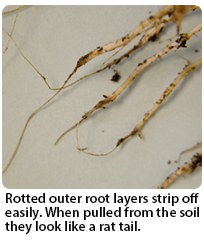 Rotted outer root layers