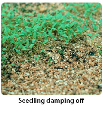 Seedling damping off
