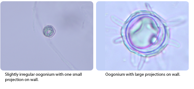 Slightly irregular oogonium