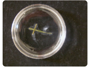 soil extract in a petri dish