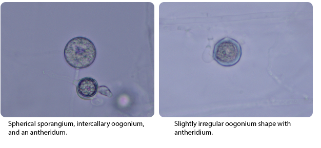 Spherical sporangium