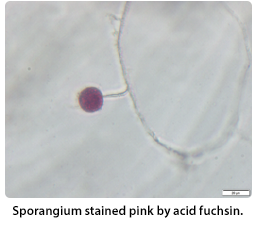 sporangium 