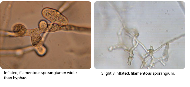 Terminal oogonium and an antheridium originating from the same hyphae = monoclinous.