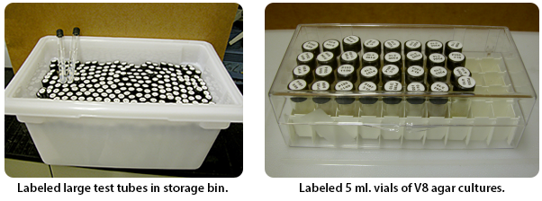 test tubes in storage bin