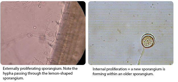 Vesicle forming at some distance from a sporangium. 