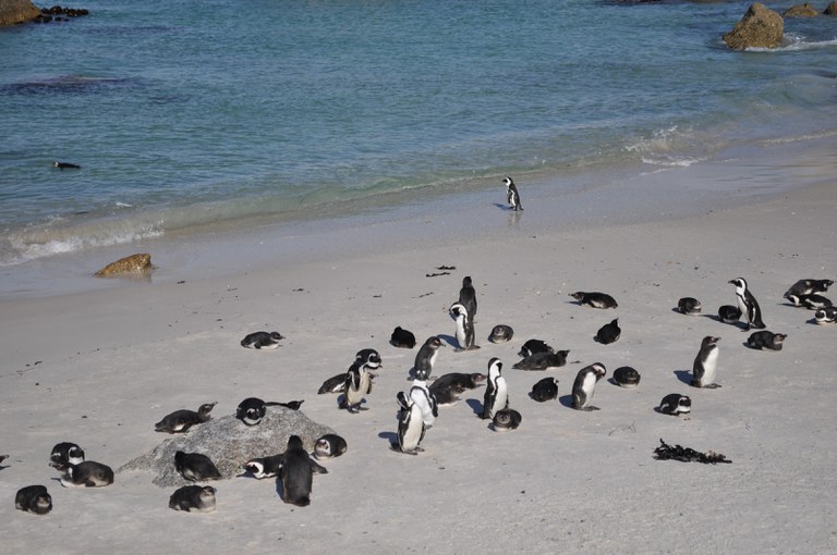 African Penguins in Cape Town