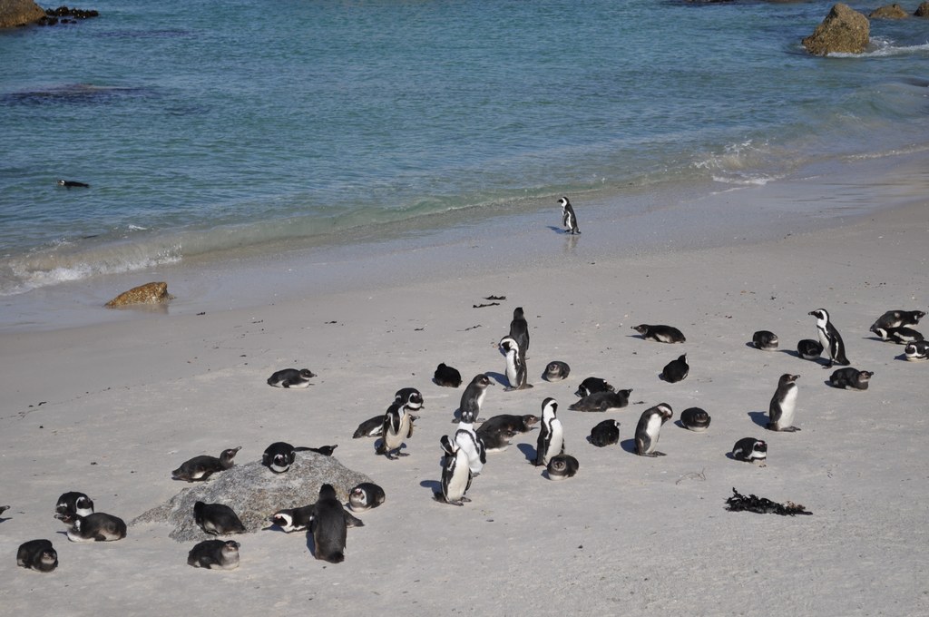 African penguins (Spheniscus demersus) at Boulders Beach, Cape Town, South Africa, Sept. 2015 | Image: Beth Gugino, Penn State University