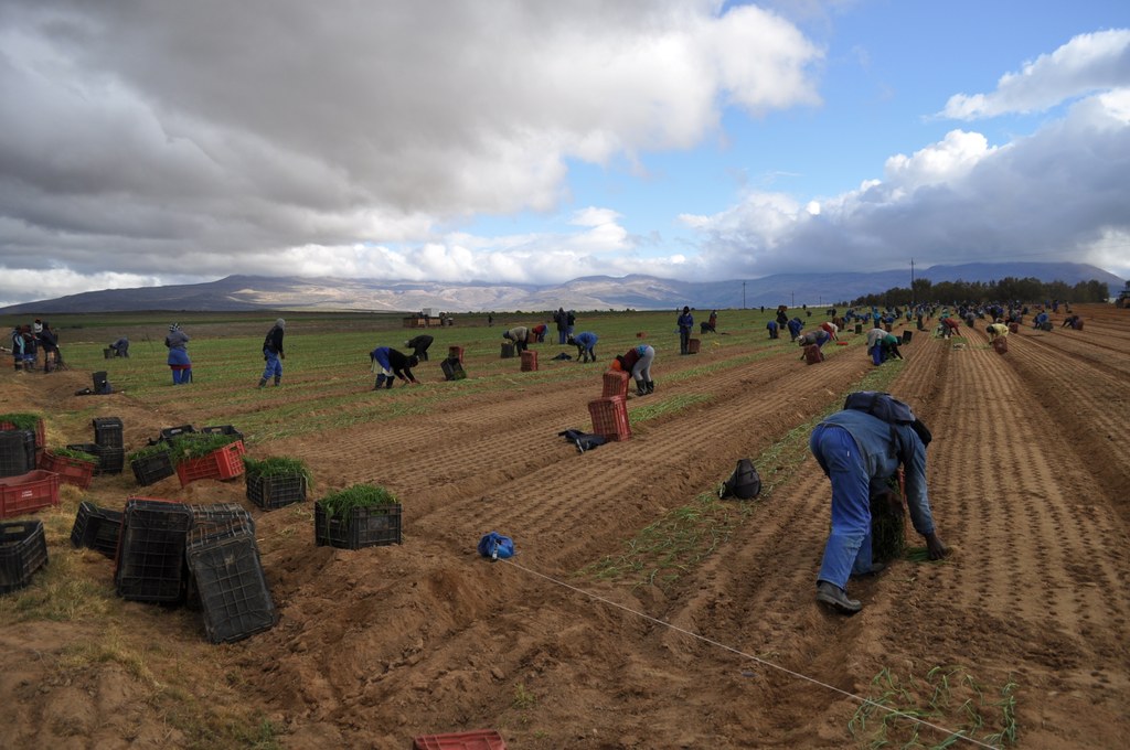 Onion transplanting in a large ZZ2 production field north of Ceres, Western Cape, South Africa, Sept. 2015 | Image: Beth Gugino, Penn State University