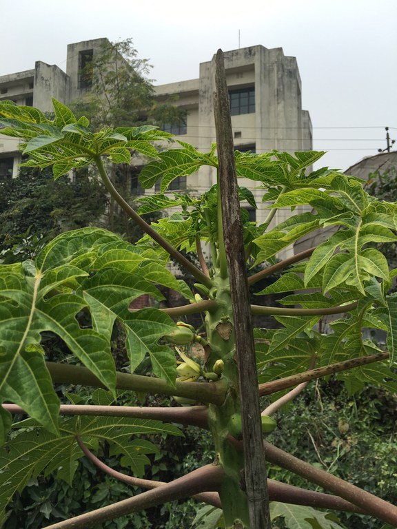 Evidence of Plant Virus in Papaya Plant in SE Asia