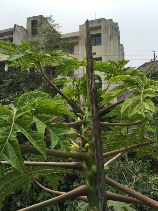 Evidence of plant virus in papaya plant in SE Asia, January 2016 | Image: Cristina Rosa, Penn State University