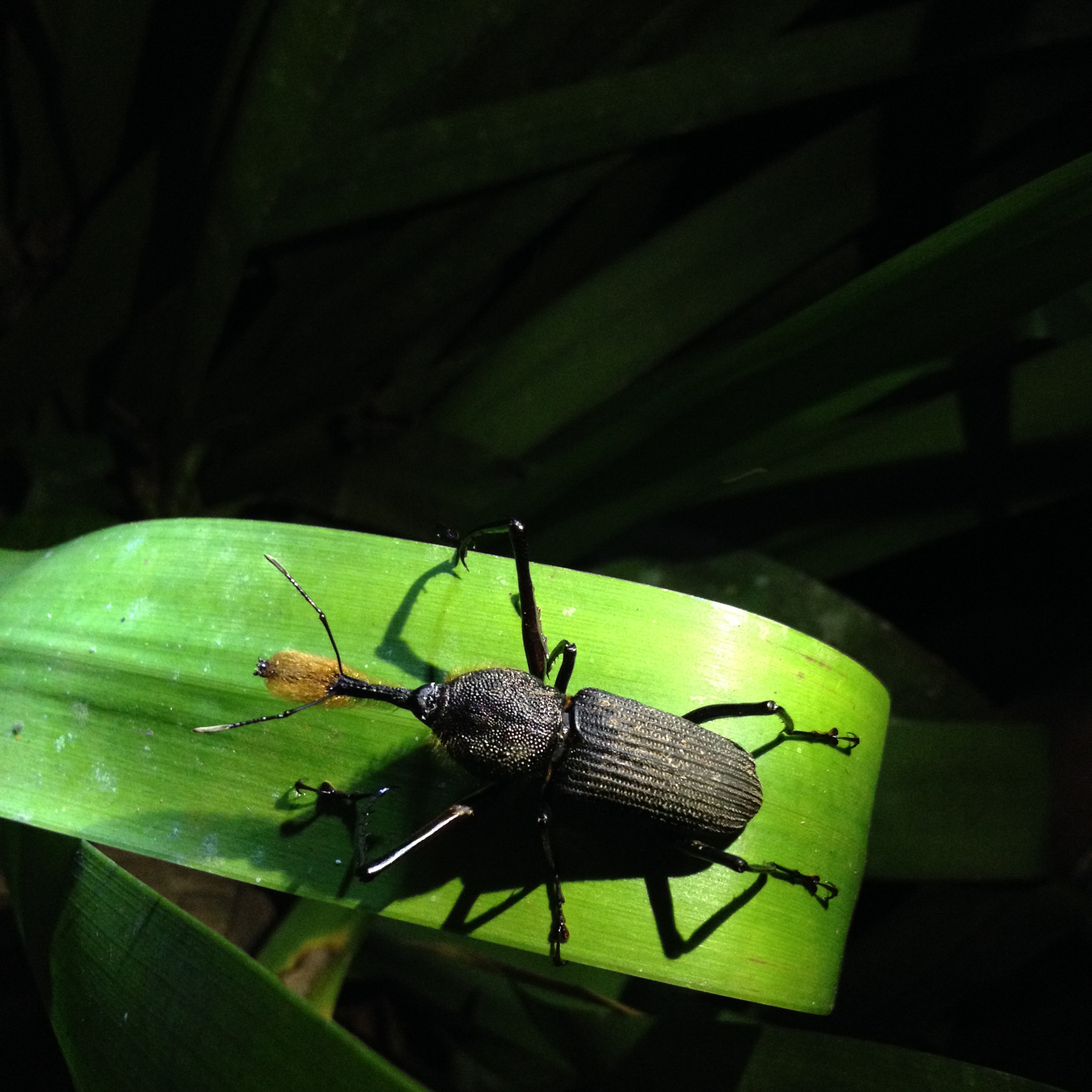 INTAD Student Photographs Insect in Costa Rica
