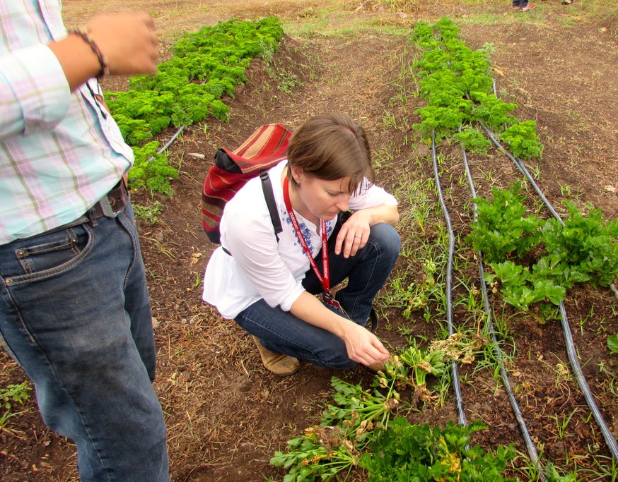 Dr. Beth Gugino examining celery plants for pests during March 2016 visit to Honduras | Image: Jennie Mazzone, Penn State University